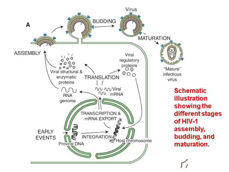 Schematic illustration showing the different stages of HIV-1 assembly, budding, and maturation.